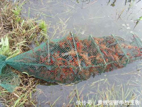 养龙虾搞钱的新路子，这些技术让你一年四季都有虾卖
