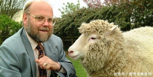 世界上第一只克隆生物多莉,有三个母亲六个娃,一生都充满争议 钱柜娱乐平台