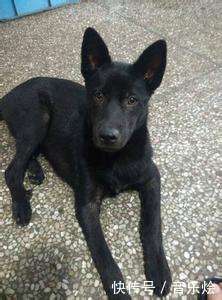 狗狗在学校里乱叫,门卫将其赶走,但最后却被狗