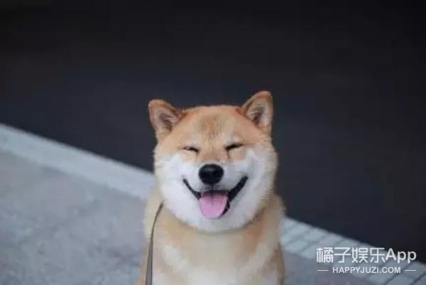 我的表情包柴犬去世了