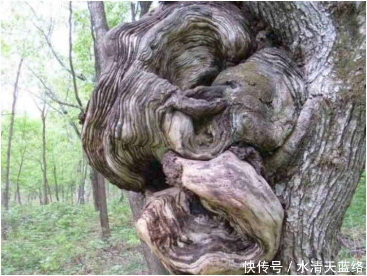 男子骑马出游,不料马对着树快速冲撞!男子看到树后吓出一身汗!
