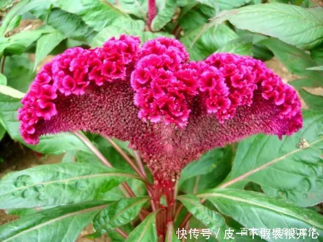 隔江犹唱后庭花诗句中的后庭花,到底指的是