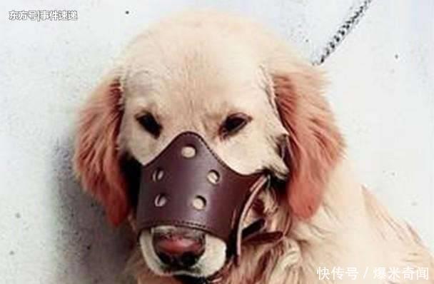 武汉推放狗新规,物业管理不规范可罚3万元