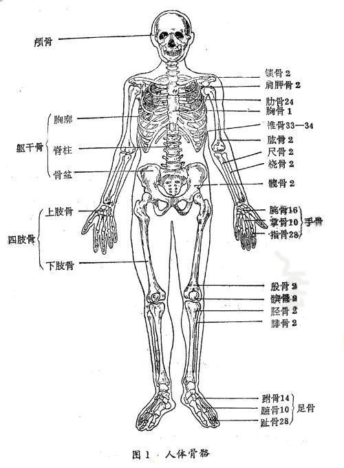 中国人有多少块骨头?