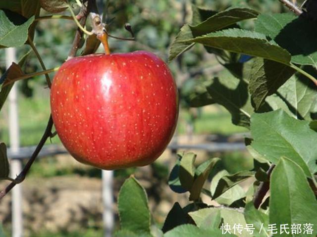 苹果树栽培技术|选苗有讲究,三看选对苗