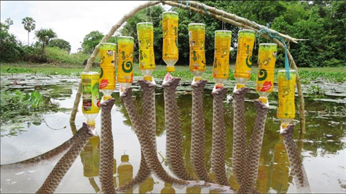 农村小伙用塑料瓶捕鱼,第二天拉上来鱼没捕到