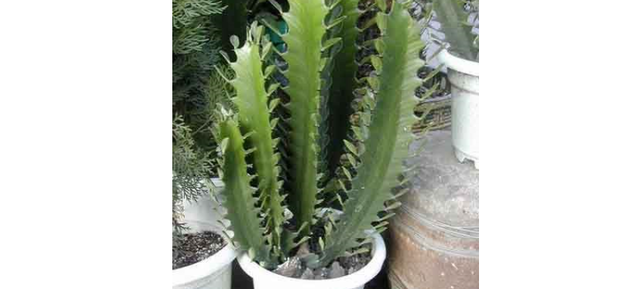 龙骨花的养殖方法修剪