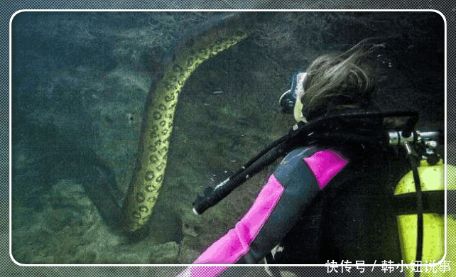 女子疑似发现“龙形生物”, 靠进细看后, 顿时屏住呼吸