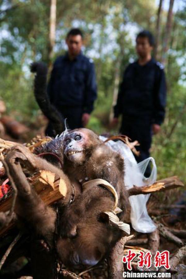 西双版纳销毁一批野生动物死体及其制品