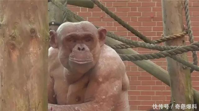 猩猩馆里怎么有两个没穿衣服的人,还跑得挺快