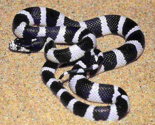 一节白一节黑是什么蛇有没有毒_360问答