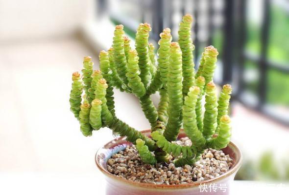 多肉钱串子怎么养护,钱串子怎么砍头!