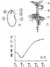 (1)如图示大豆的种子和幼苗,图乙中a所示的结构是由图贾行标号