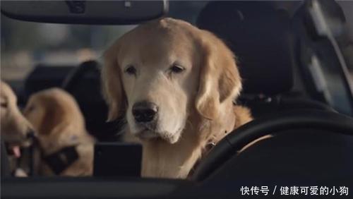 如何养狗 系列7 狗宝宝坐车也有讲究哦