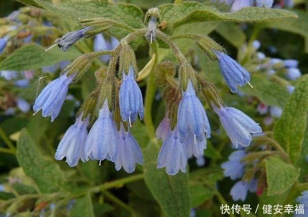 《本草纲目》记载:这种方法简单快捷,巧治顽固