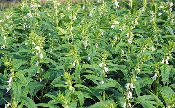 环境问题有哪些