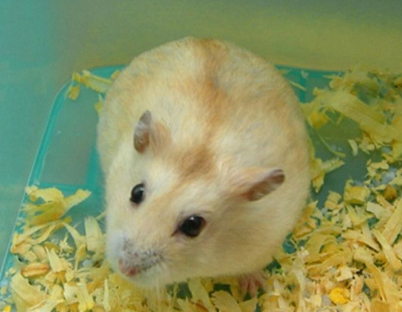 怎么教仓鼠躺手?