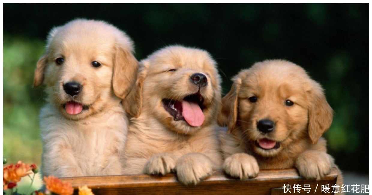 狗狗一次就生个足球队,主人内心惶恐:我的私房