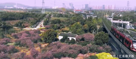 江浙沪又一网红打卡地!有轨电车穿过海棠花海,2元直达太湖