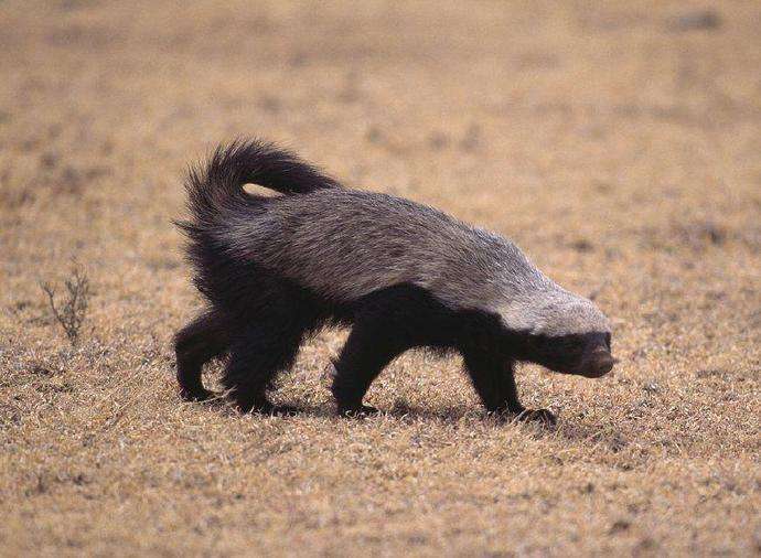 当掏肛的遇上扯蛋的, 谁会被掏?