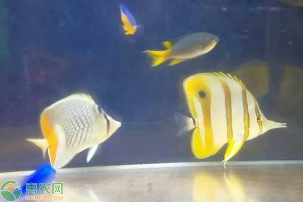 濟南歷下洪喜水族館（濟南歷下洪喜水族館,濟南歷下洪喜水族館詳細介紹） 全國觀賞魚市場 第1張