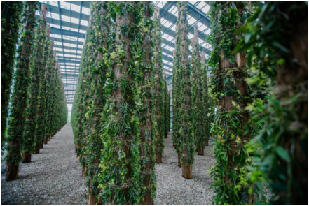 将雁荡山铁皮石斛文化搬上荧屏 微电影《寻梦》在乐清开机拍摄