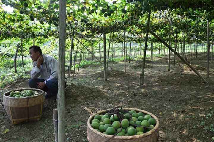 农民在地里种它,亩产一万个,每个2块钱,年赚三