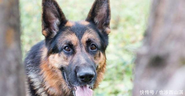 一对夫妻收养了只流浪狗,竟然被刑事立案,这是