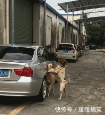 搞笑GIF:看到最后请回答我一个问题:这俩是不是真爱?