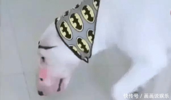 把狗交给女朋友养,只过了一天而已,狗狗却要抑郁了