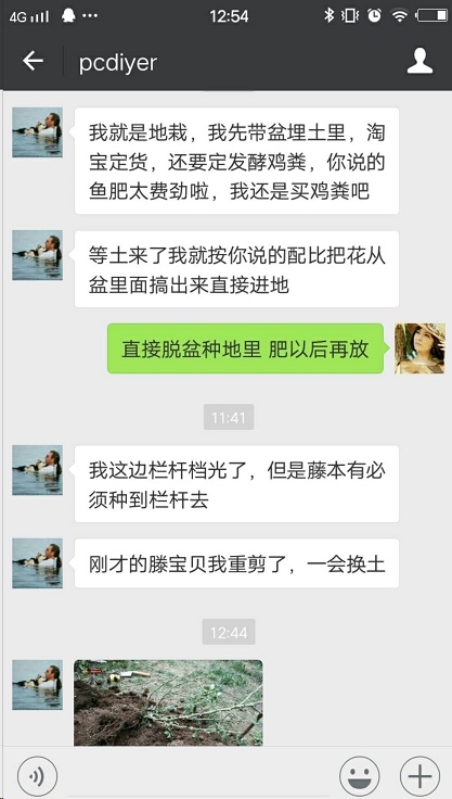 蓝妖：月季地栽这么做，长的比别人家的快10倍！