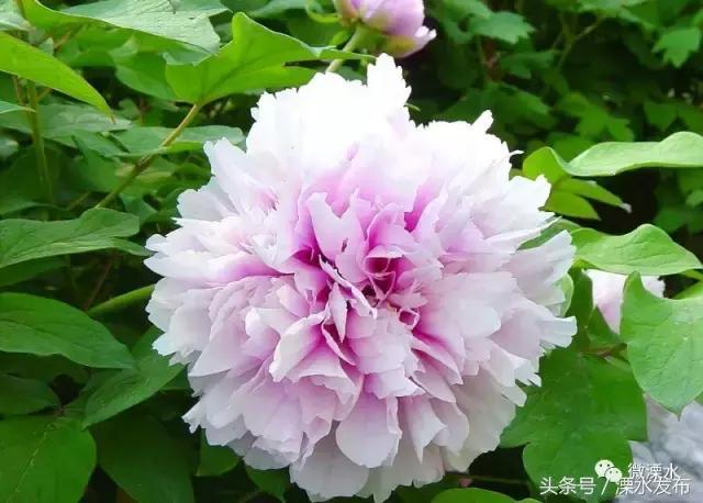 牡丹花一般几月开花 t017f6ac0141354c436.jpg?size=640x458