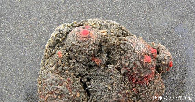 外国男子海边发现了一种可以吃的“石头”外表丑陋,里面却大有乾