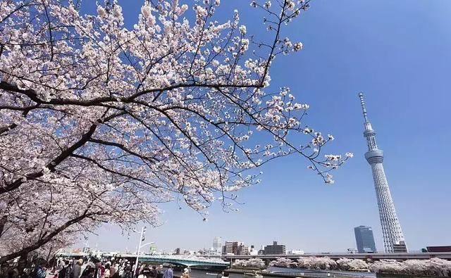 2019年日本樱花季日程出炉!看完就可以赶紧请