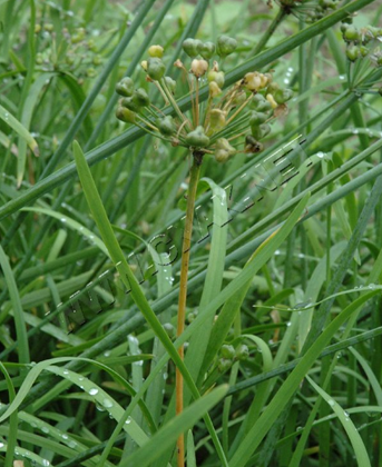 韭菜茎枯病