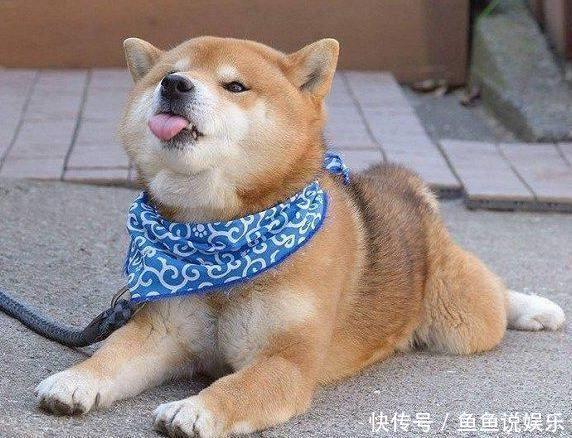 养柴犬是种的体验?它一笑,我表情里又多表情包爆炸可爱图片