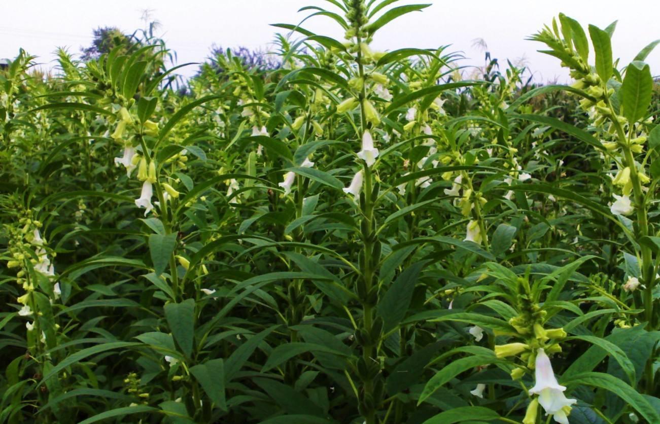 环境问题有哪些