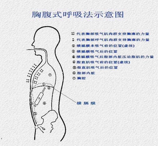 呼吸作用过程图解_图解大全