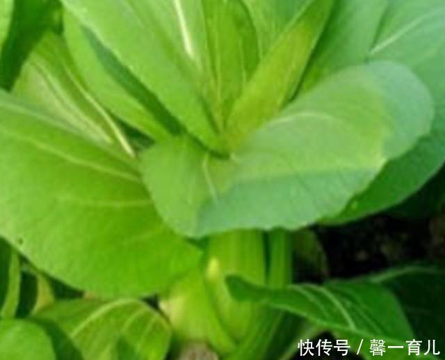 上海青小油菜的种植技术