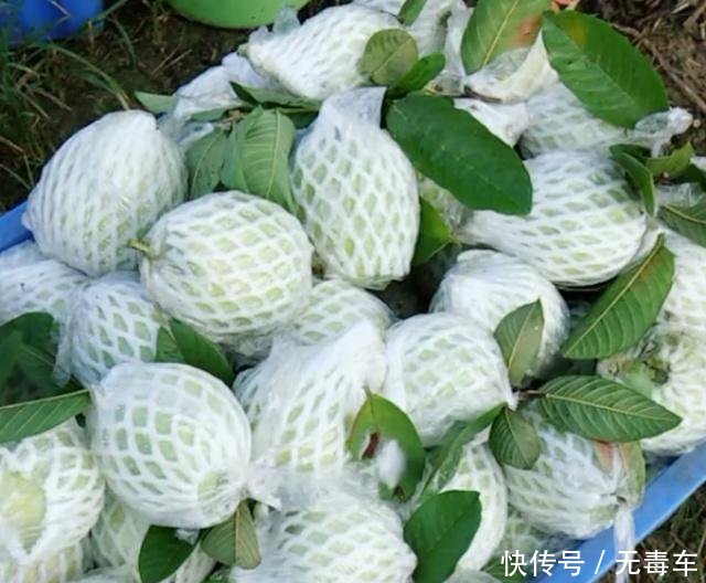 火遍市场的水果,人称小西瓜,每斤30元,农民种