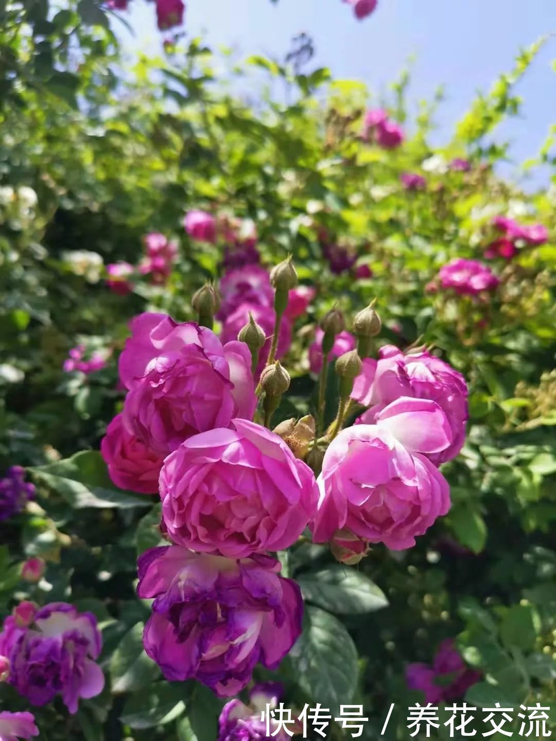 院子可养这15种低矮灌木花卉,种出一片迷人花丛,能不停开花