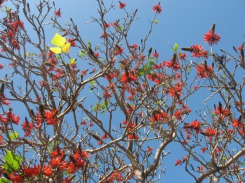 刺桐花