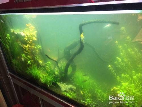 桥西区吉美海域水族馆（桥西区吉美海域水族馆电话）