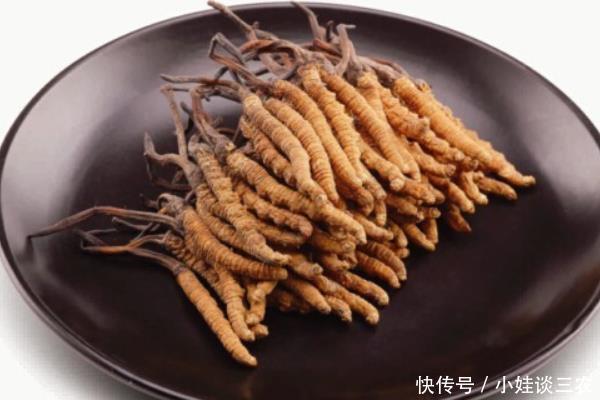 冬虫夏草功效与作用,什么时候吃比较好!