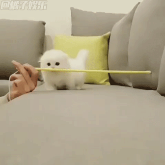 【gif】有了这只雪白小短腿,再也不想出家门了! - 360娱乐,你开心就好