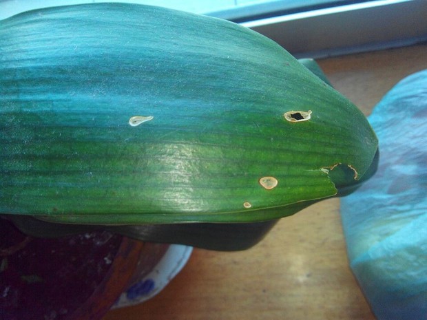 我家君子兰两盆前些日子刚换了盆一直都这样怎