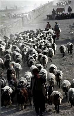 牧羊人 孤独的牧羊人 《孤独的牧羊人》是美国音乐电影《音乐之声》是