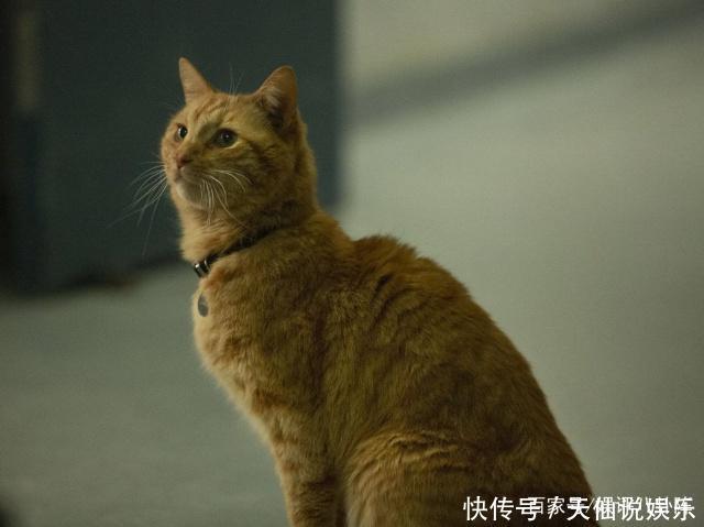 《惊奇队长》片中全部彩蛋解析,斯坦·李的客