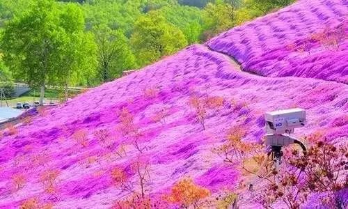 没有樱花没有雪 夏天的北海道依旧挤破头