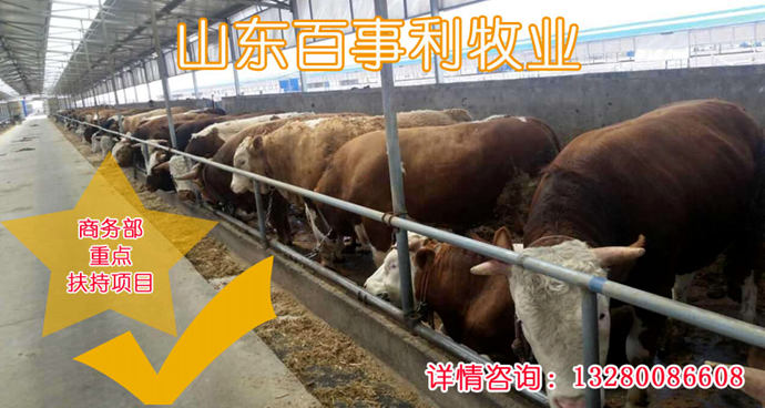 浙江台州温岭肉牛养殖场牛